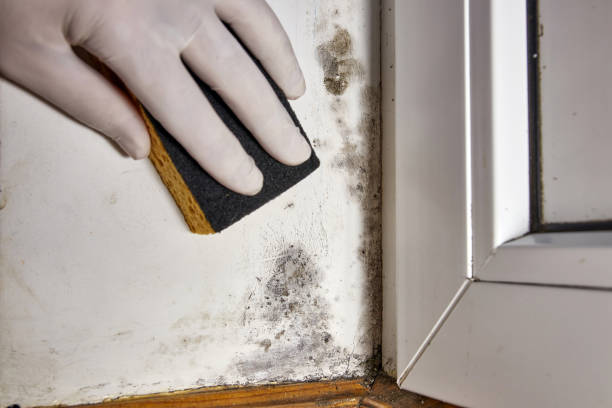 Best HVAC Mold Inspection and Cleaning  in Le Mars, IA